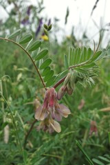 Vicia pannonica
