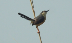 Prinia socialis