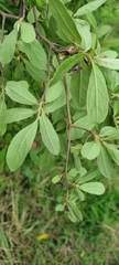 Diospyros lycioides