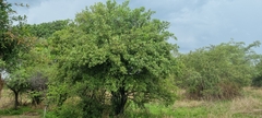 Diospyros lycioides