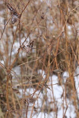 Galega orientalis
