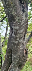 Diospyros lycioides