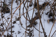 Galega orientalis