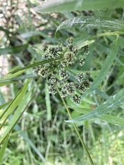 Scirpus atrocinctus