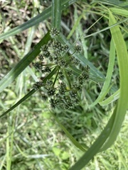 Scirpus atrocinctus