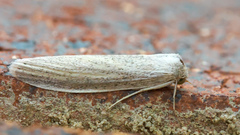 Prionopterina grammatistis