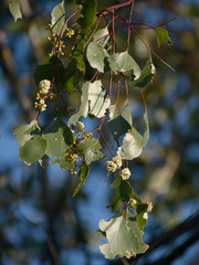 Eucalyptus populnea
