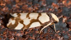 Scaptesyle dichotoma