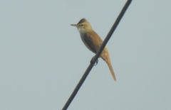 Acrocephalus stentoreus