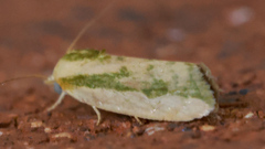 Earias huegeliana