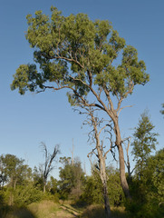 Corymbia clarksoniana