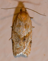 Clepsis divulsana
