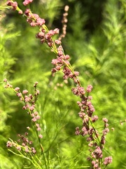 Baloskion tetraphyllum