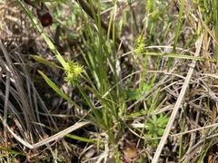 Carex flava