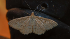 Scopula rubraria