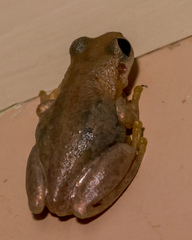 Litoria balatus