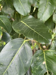 Hippomane mancinella