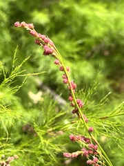 Baloskion tetraphyllum