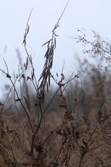Galega orientalis