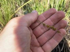 Carex echinata