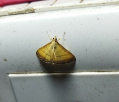 Cnaphalocrocis medinalis