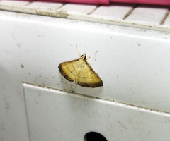 Cnaphalocrocis medinalis