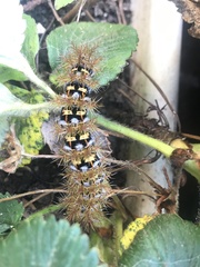 Ormiscodes cinnamomea