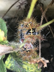 Ormiscodes cinnamomea