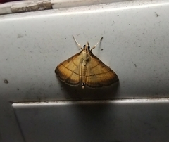 Cnaphalocrocis medinalis