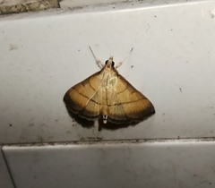 Cnaphalocrocis medinalis