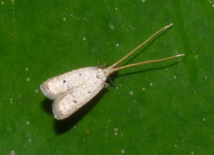 Lecithocera