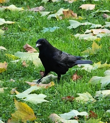Corvus corone