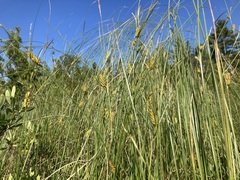 Carex rostrata