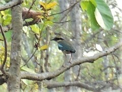 Pitta brachyura