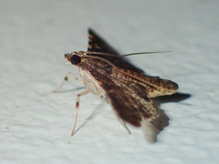 Nacoleia