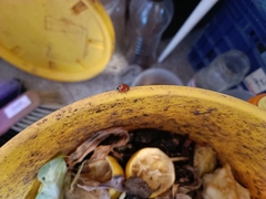 Coccinella septempunctata