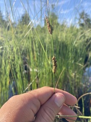 Carex lasiocarpa