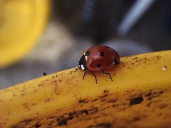 Coccinella septempunctata