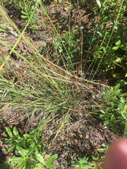 Muhlenbergia expansa