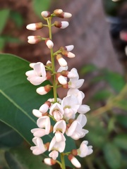 Derris trifoliata