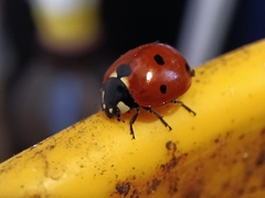 Coccinella septempunctata
