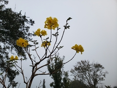 Handroanthus chrysotrichus