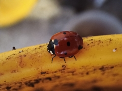 Coccinella septempunctata