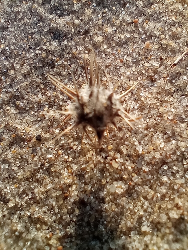 Cenchrus tribuloides iNat (2)