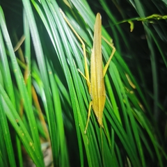 Euconocephalus varius