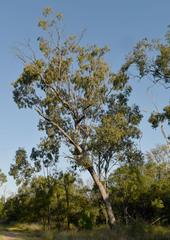 Eucalyptus populnea