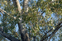 Eucalyptus populnea
