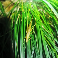 Euconocephalus varius