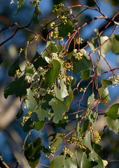 Eucalyptus populnea