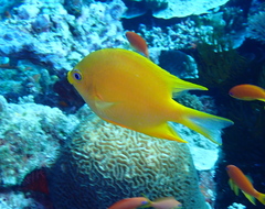 Amblyglyphidodon aureus